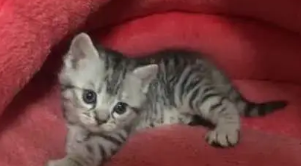 男子在宠物店逗猫,被一只小奶猫抓住手指,心瞬间被击中了 男子在宠物店逗猫,被一只小奶猫抓住手指,心瞬间被击中了