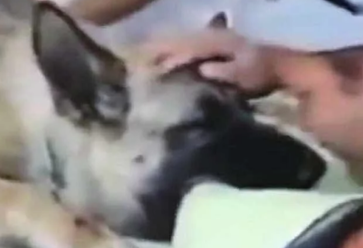 主人假装和狗狗玩游戏，其实在安乐死