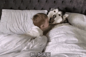 小主人把二哈当“兄弟”,牛奶也要一起分享,结果爸爸来了 小主人把二哈当“兄弟”,牛奶也要一起分享,结果爸爸来了