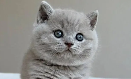 猫咪到医院拍X光，结果被压成“猫饼”，委屈的模样让人捧腹大笑