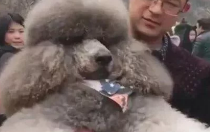 大泰迪看到小泰迪求抱,转身也要举高高;路人被笑翻,主人却愁哭 大泰迪看到小泰迪求抱,转身也要举高高;路人被笑翻,主人却愁哭