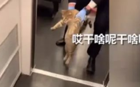 猫咪逃票到高铁上,被乘务员当场捉拿! 猫咪逃票到高铁上,被乘务员当场捉拿!