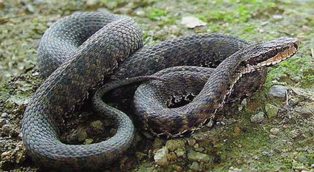 土球子的科普小知识来啦快来看看吧