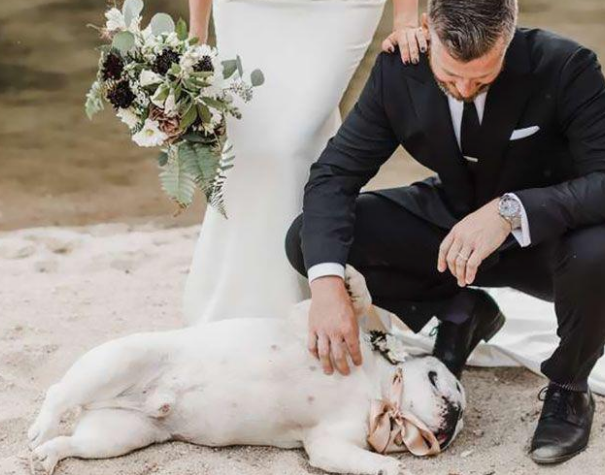 主人带爱犬见证婚礼，可这只“愚蠢的”狗狗