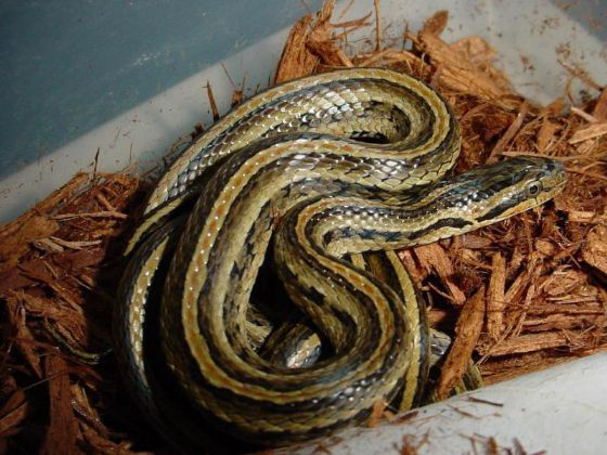 红纹滞卵蛇的小科普，快来了解一下吧～