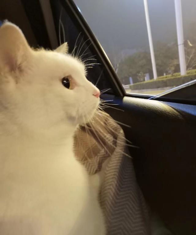 “担心猫咪太热，让它一直待在空调房，结果它病了！”