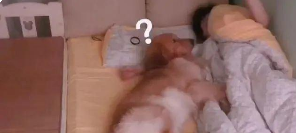 金毛从小跟主人睡,一年后给它买了个床,却忘记自己长大了