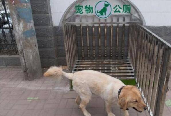 到山上挖个深坑埋了？宠物身后事处置不能随意