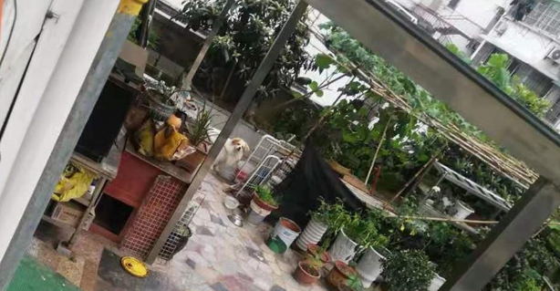 今起，一场违法养犬整治行动开始~