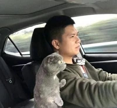 主人正在开车,猫咪突然伸爪搭肩,谁注意到后座猫的表情 主人正在开车,猫咪突然伸爪搭肩,谁注意到后座猫的表情