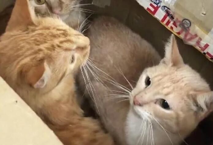 好心人在路边听到微弱猫叫，密封纸箱打开后，里面竟是11只小猫