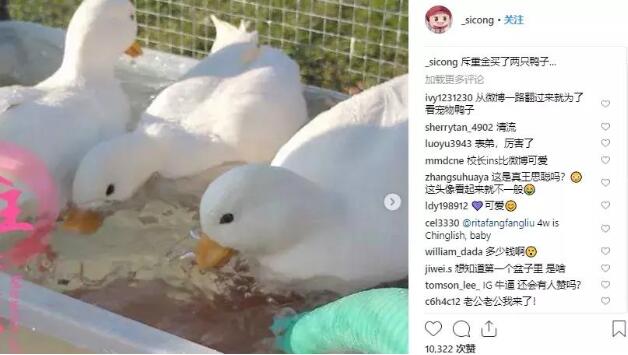 王思聪斥重金买鸭子,新的宠物届“名媛”要诞生了吗? 王思聪斥重金买鸭子,新的宠物届“名媛”要诞生了吗?