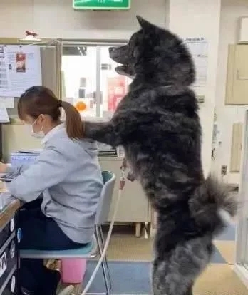 80斤柴犬喜欢熊抱,日本小姐姐险些被压伤 80斤柴犬喜欢熊抱,日本小姐姐险些被压伤