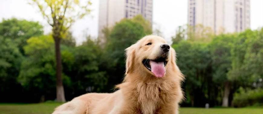 每年有几百万人被咬伤！“狗患”？其实是人祸