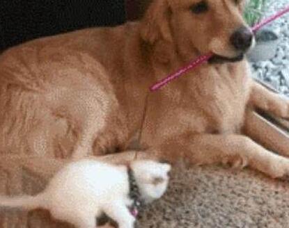 狗狗照顾新生奶猫,紧张到僵硬,直到被小爪子抱住了舌头! 狗狗照顾新生奶猫,紧张到僵硬,直到被小爪子抱住了舌头!