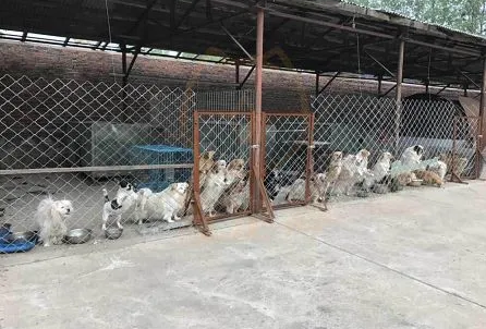 曾经救过无数次人的狗狗，如今却有人要“毒”死！