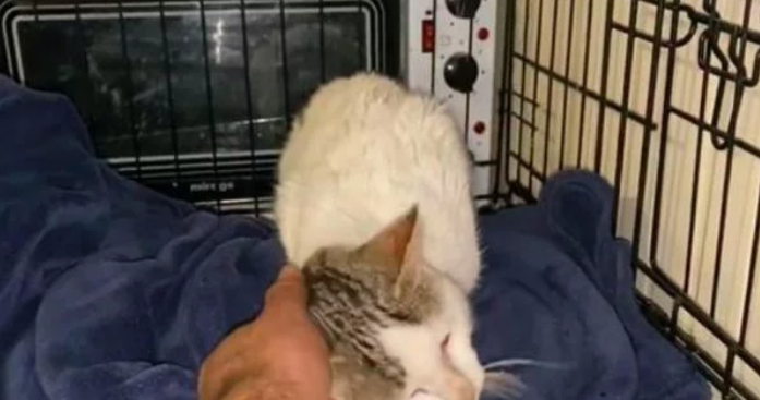 男子救下被罐头卡住头的猫,却反而被它凶 男子救下被罐头卡住头的猫,却反而被它凶