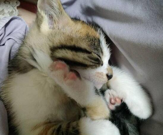 女孩领养了一只小奶猫，喂养不到半个月，哭诉全身上下都是伤痕