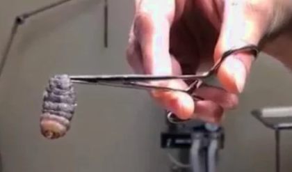 8周大的小奶猫总爱流鼻涕,主人带去医院,抓住元凶 8周大的小奶猫总爱流鼻涕,主人带去医院,抓住元凶