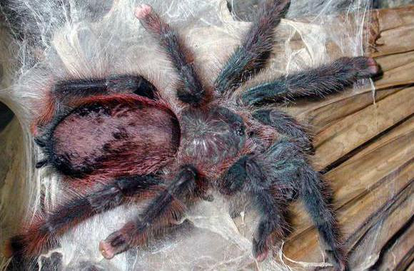 有着巨人之称的巴西粉红趾快来了解一下吧