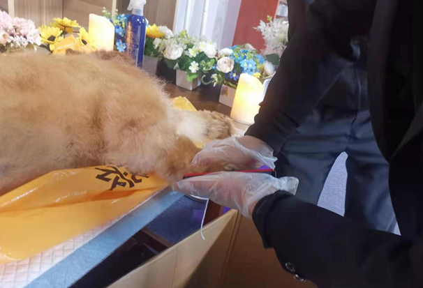 办好狗狗身后事,是文明养犬的重要一环 办好狗狗身后事,是文明养犬的重要一环