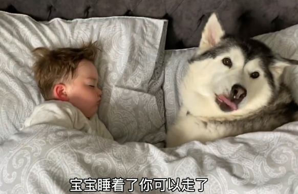 小主人把二哈当“兄弟”,牛奶也要一起分享,结果爸爸来了 小主人把二哈当“兄弟”,牛奶也要一起分享,结果爸爸来了