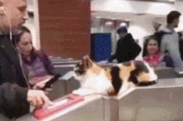 猫咪逃票到高铁上,被乘务员当场捉拿! 猫咪逃票到高铁上,被乘务员当场捉拿!