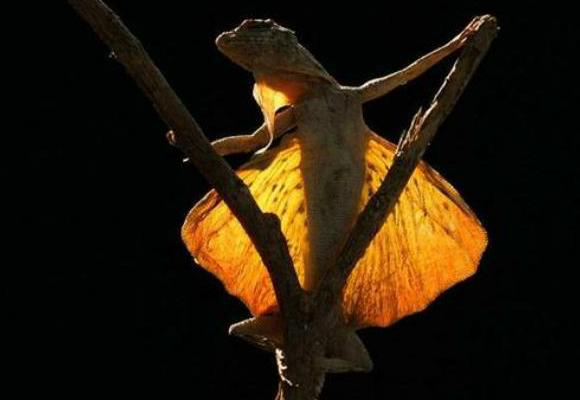 四,滑翔状态飞蜥滑翔时是头朝下并由高处往下滑翔,还能改变滑翔方向