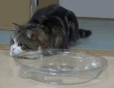 狗狗照顾新生奶猫,紧张到僵硬,直到被小爪子抱住了舌头! 狗狗照顾新生奶猫,紧张到僵硬,直到被小爪子抱住了舌头!