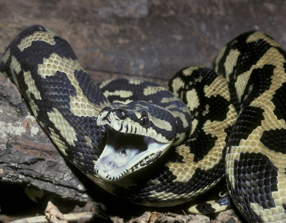 地毯蟒的科普小知识，快来看看吧～