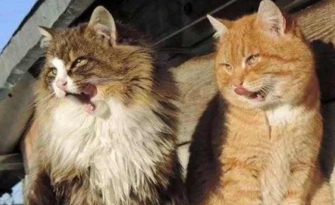 猫占领了人类大城市！数十万猫暴露街头，人们束手无策