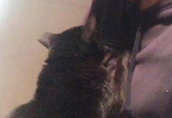 孕妈半夜被黑猫用力咬脸，痛醒后正准备发火