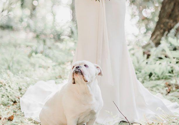 主人带爱犬见证婚礼，可这只“愚蠢的”狗狗