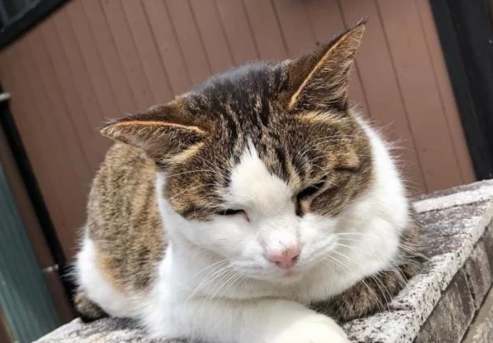 流浪猫的生活虽然不易，但是投喂需谨慎，爱心泛滥有时候不是好事