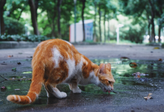 5种宠物猫一旦被抛弃，在外生存不了几个月，网友：丢啥都不丢它6