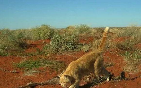 澳洲發現“不尋常”野貓體型如小型野狗，叼著6公斤重的巨蜥！