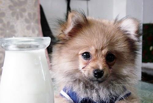 牛奶？酸奶？羊奶？到底哪种适合狗狗喝呢？