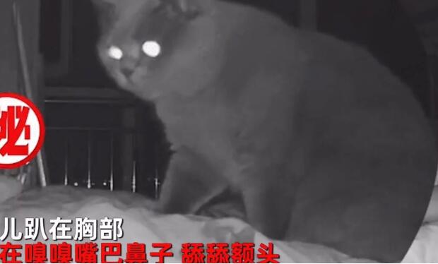 男子每天起床都觉得很累，查看监控发现是只猫：看看你是否还活着