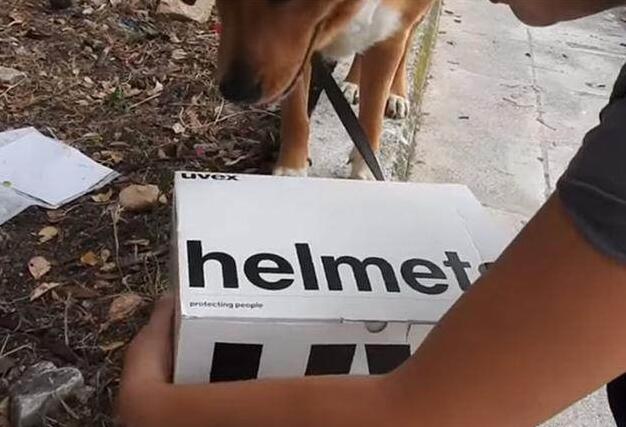 狗狗照顾新生奶猫,紧张到僵硬,直到被小爪子抱住了舌头! 狗狗照顾新生奶猫,紧张到僵硬,直到被小爪子抱住了舌头!