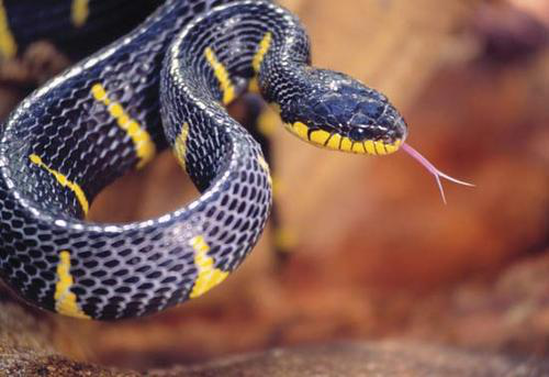 黄獴吃蛇图片