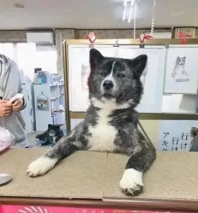 80斤柴犬喜欢熊抱,日本小姐姐险些被压伤 80斤柴犬喜欢熊抱,日本小姐姐险些被压伤