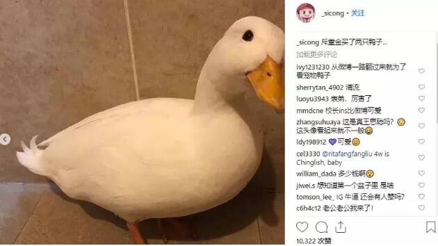 王思聪斥重金买鸭子,新的宠物届“名媛”要诞生了吗? 王思聪斥重金买鸭子,新的宠物届“名媛”要诞生了吗?