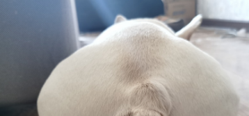 狗狗中暑记录