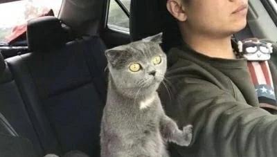 主人正在开车,猫咪突然伸爪搭肩,谁注意到后座猫的表情 主人正在开车,猫咪突然伸爪搭肩,谁注意到后座猫的表情