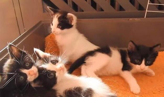 狗狗照顾新生奶猫,紧张到僵硬,直到被小爪子抱住了舌头! 狗狗照顾新生奶猫,紧张到僵硬,直到被小爪子抱住了舌头!