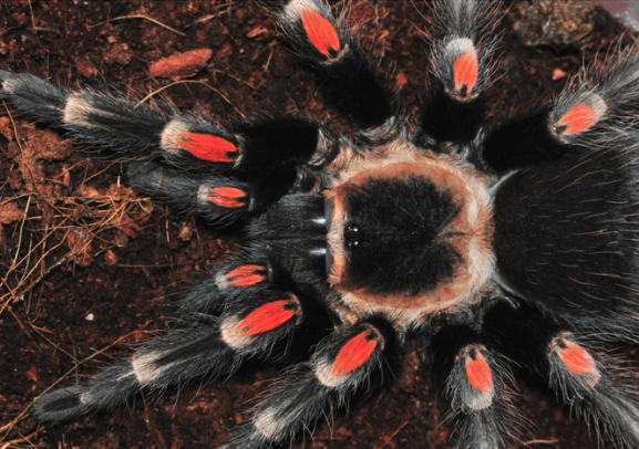 爬行宠墨西哥火膝头的介绍来了解一下