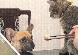 主人喂法斗吃饺子,刚张嘴就被喵喵拳警告,猫:还吃!胖成猪了! 主人喂法斗吃饺子,刚张嘴就被喵喵拳警告,猫:还吃!胖成猪了!