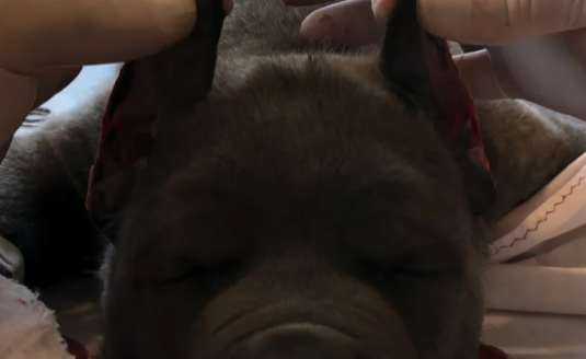 为了卖价剪短幼犬耳朵尾巴！意大利抓获一大型犬类走私团伙