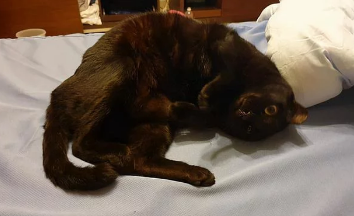 孕妈半夜被黑猫用力咬脸，痛醒后正准备发火
