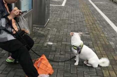 还是有人不知道:遛狗不拴绳,违法! 还是有人不知道:遛狗不拴绳,违法!